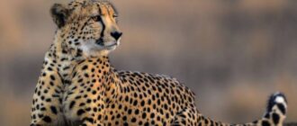 Генетическая схожесть гепардов: обзор и анализ